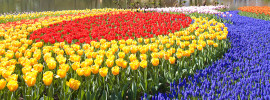 Keukenhof Gardens, Lisse, Netherlands
